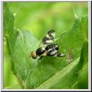 Urophora cardui - Distelbohrfliege 02.jpg